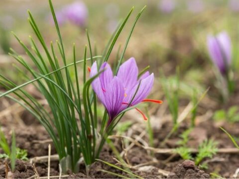 بهترین کود شیمیایی برای زعفران