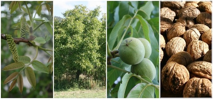 کود شیمیایی برای درخت گردو