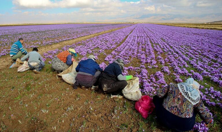 بهترین کود شیمیایی برای زعفران